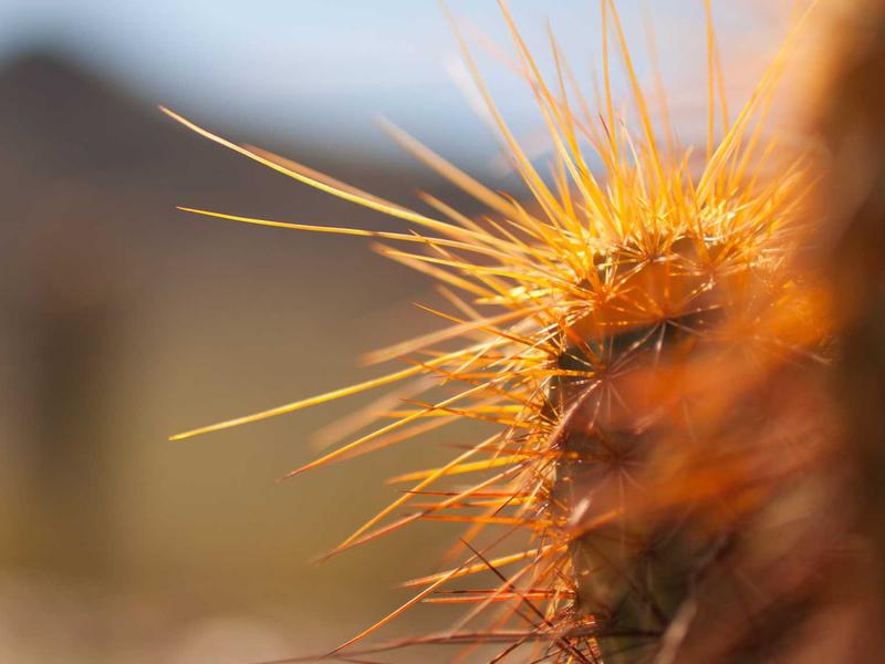 CavVelenAlvenGiven La Plata